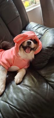 FOGGY Range Pet Shirt Jersey Hoodie-Peach
