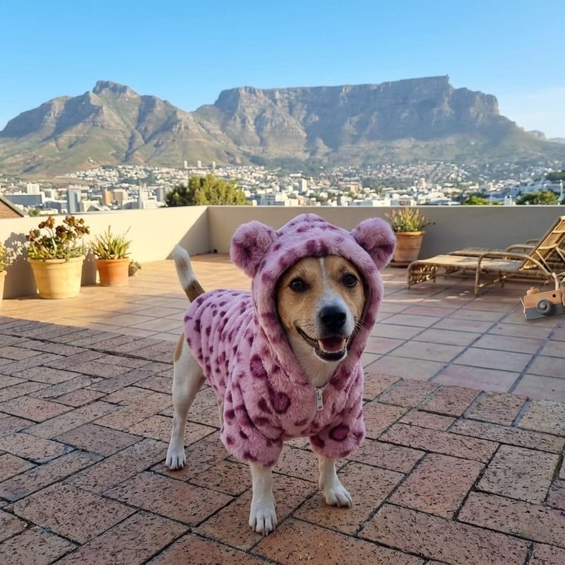 Bear A - List Range Pet Jersey Hoodie - Pink