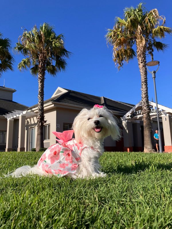 Summer Princess Pet Dress