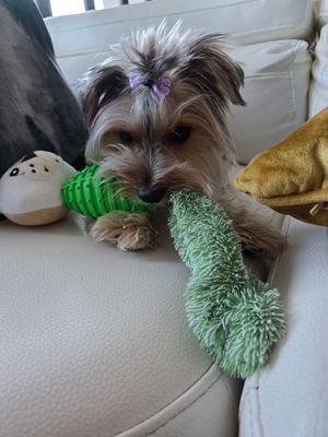 Dashing Fox Pet Dog Squeaky Toy