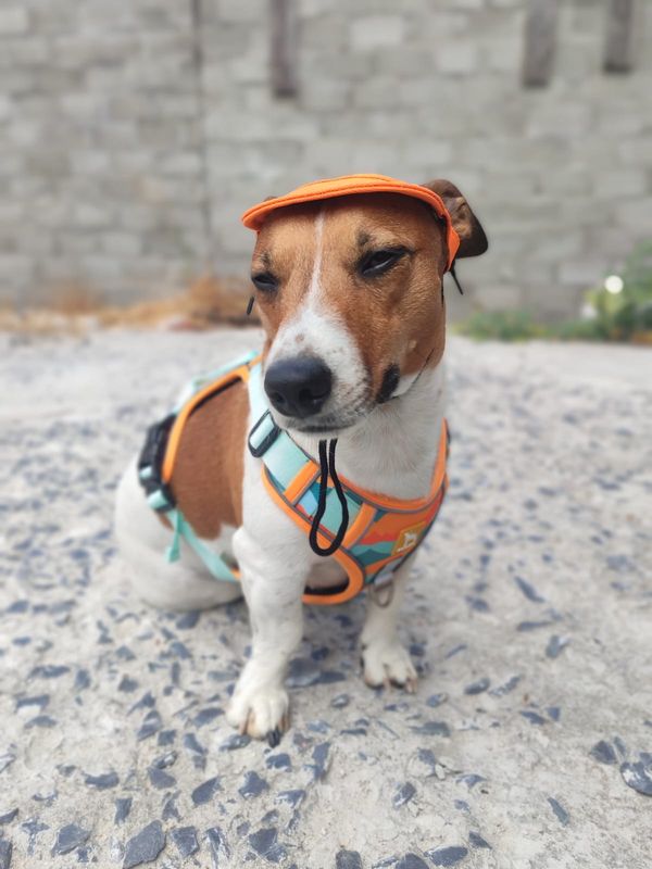 WalkZip Dog Leash And Harness - Orange