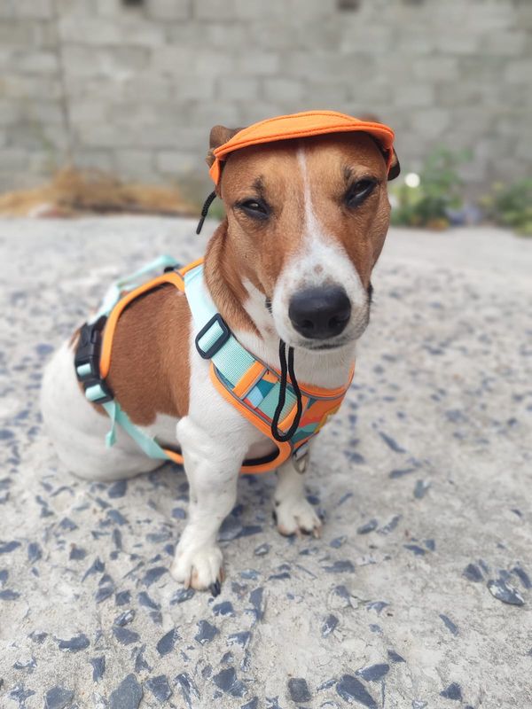 WalkZip Dog Leach And Harness-Orange