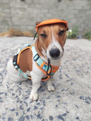 WalkZip Dog Leach And Harness-Orange