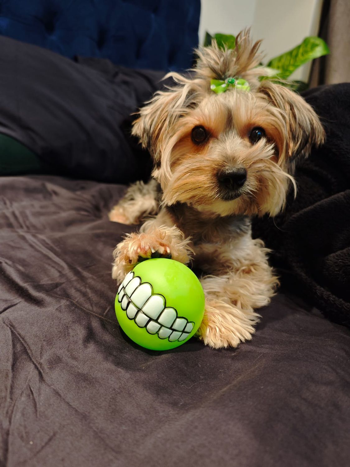 Pet Luxury SMILE Green Dog Ball
