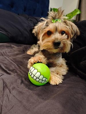 Pet Luxury SMILE Green Dog Ball
