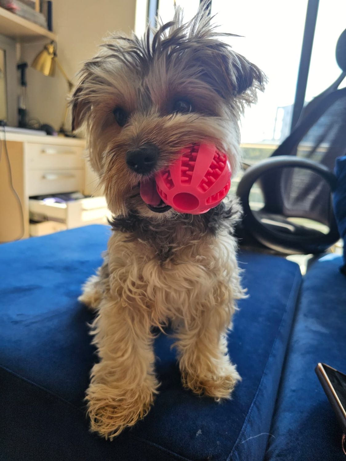 Coco Paw Dog Feeder Ball-Red