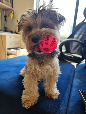 Coco Paw Dog Feeder Ball-Red