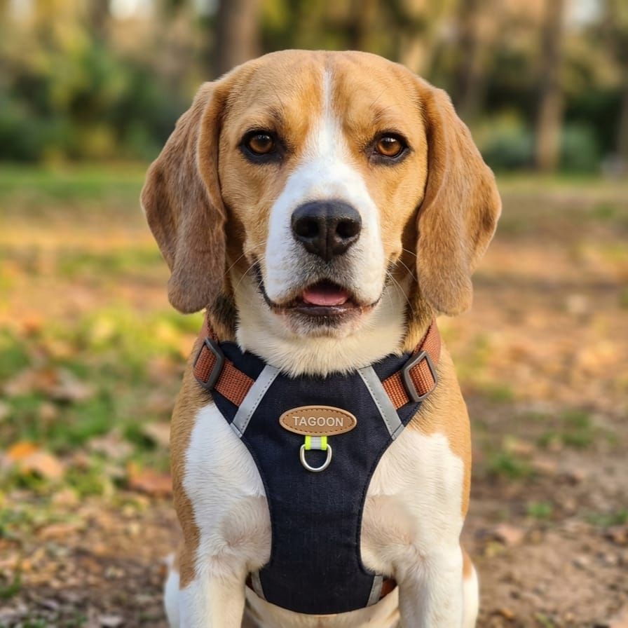 Pet Luxury Tacoon Harness leash for Cats and Dogs-Black