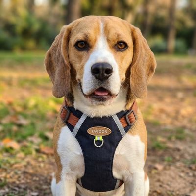 Pet Luxury Tacoon Harness leash for Cats and Dogs-Black