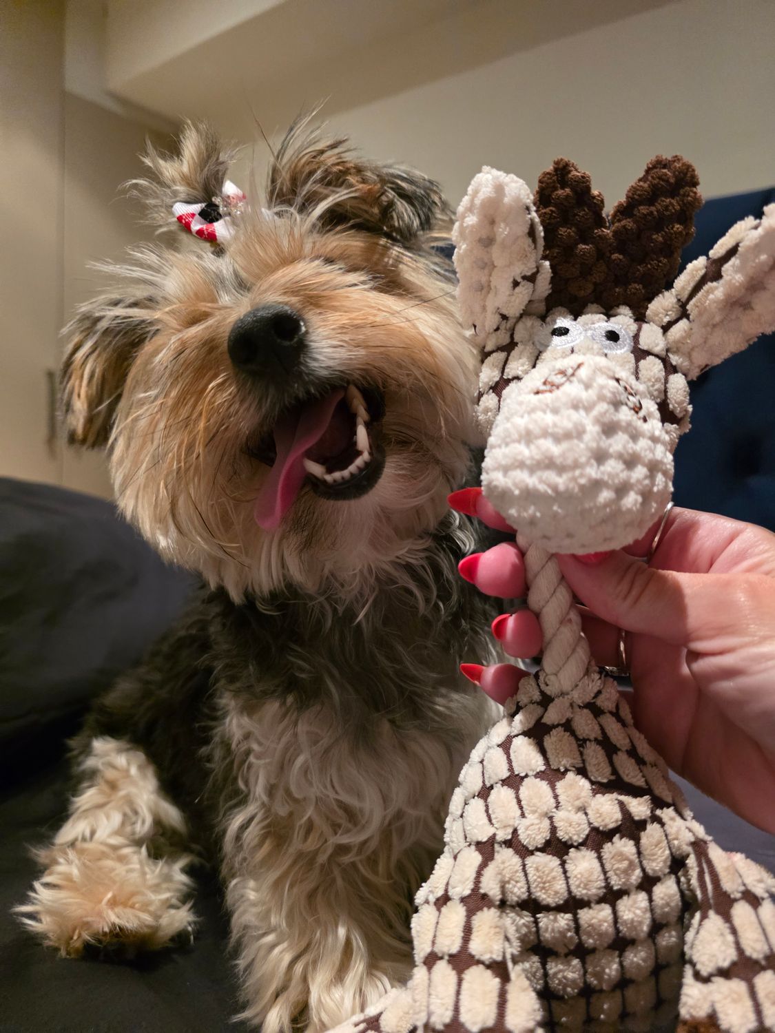 Donie DK Dog Plush Squeaky Durable Toy