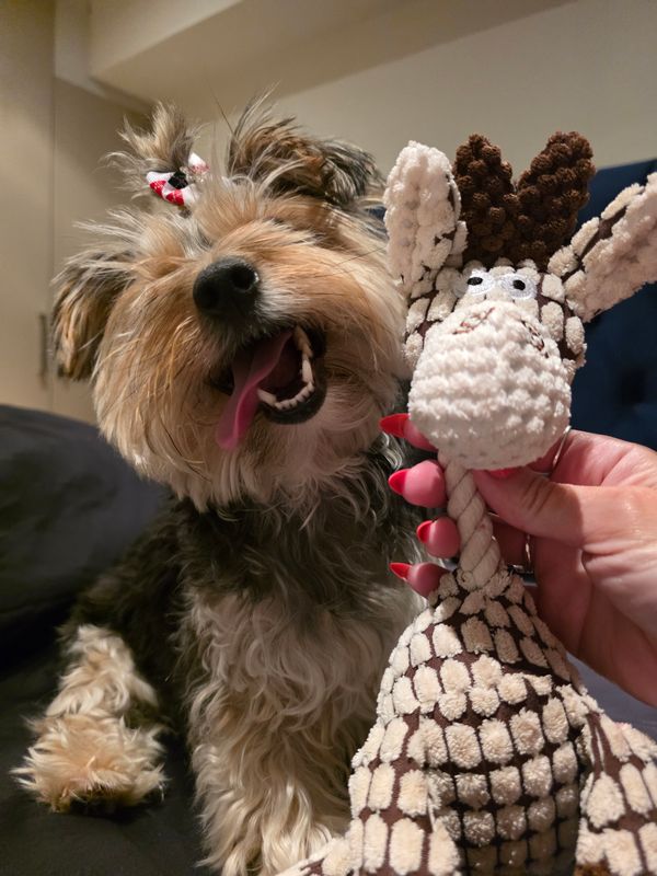 Donie DK Dog Plush Squeaky Durable Toy