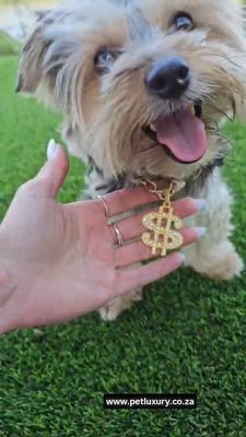 Dapper Doggie Style Jewellery Necklace Dapper Doggie Style Jewellery Necklace