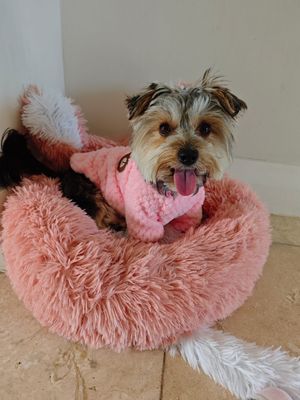 SwagTail Dog Or Cat Shirt Jersey-Pink