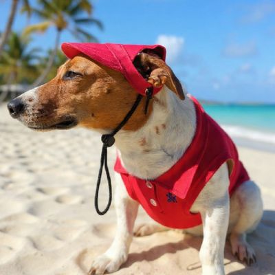 Pet Luxury Canine Red Dog And Cat Hat Cap