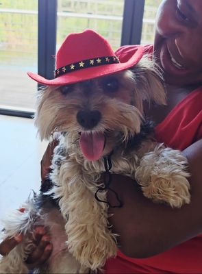 Pet Luxury Red Cowboy Dog And Cat Fashion Hat