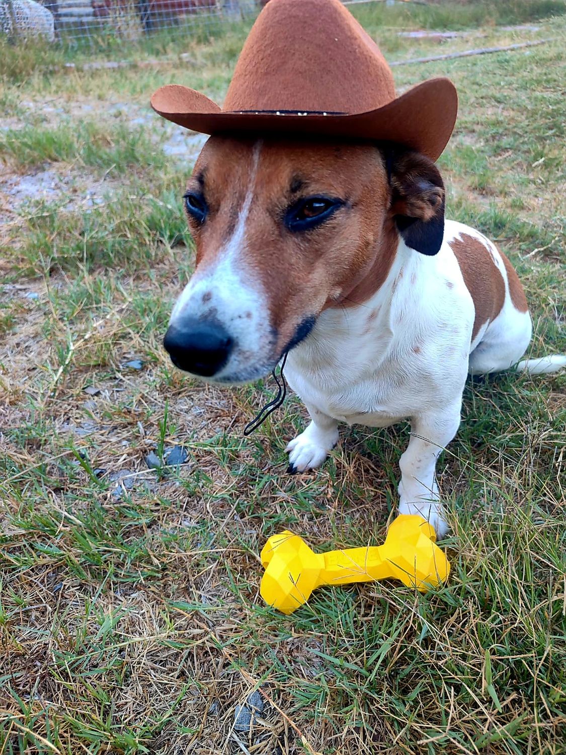 Cowboy Dog And Cat Hat-Green