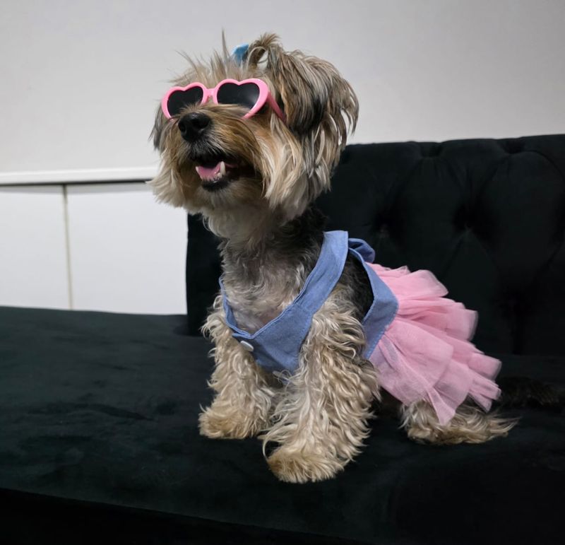 Pet Luxury Pink Dog And Cat Sunglasses