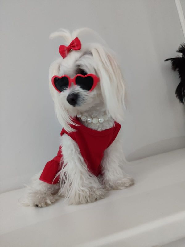 Pet Luxury Red Dog And Cat Sunglasses