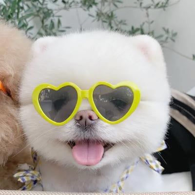 Pet Luxury Dog And Cat Sunglasses-Yellow Pet Luxury Dog And Cat Sunglasses-Yellow