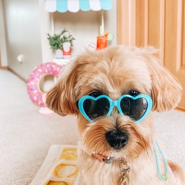 Pet Luxury Fasion Dog And Cat Sunglasses-Blue