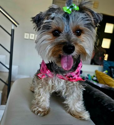 Dog Or Cat Puppy Pink Bandana