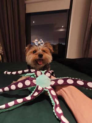 Pet Luxury Octopus Squeaky Plush Dog Toy-Green