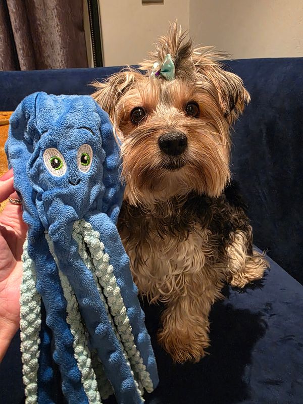 Pet Luxury Dog Plush Squeaky Toy Oceano-Blue