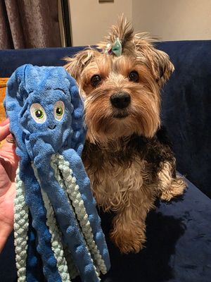 Pet Luxury Dog Plush Squeaky Toy Oceano-Blue