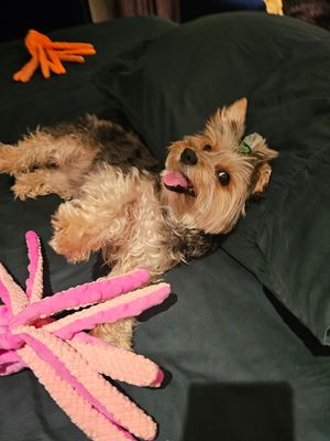 Pet Luxury Dog Plush Squeaky Toy Oceano-Pink