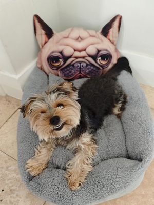 Pet Luxury Fluffy 3D Luxurious Bed