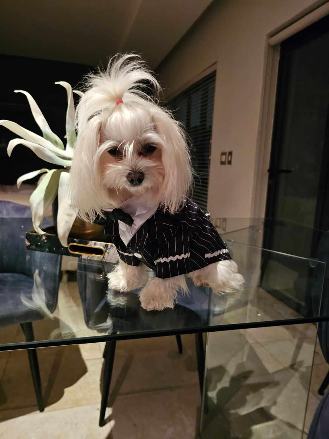 Pet Luxury Stylish Tuxedo Striped Shirt for Dogs And Cats