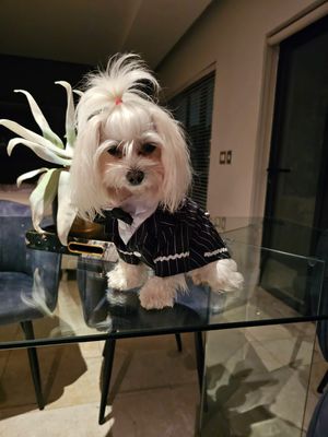 Pet Luxury Stylish Tuxedo Striped Shirt for Dogs And Cats