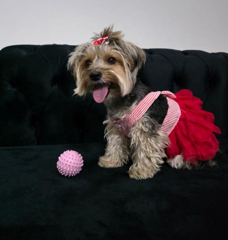 My Little Angel Dog And Cat Dress - Red