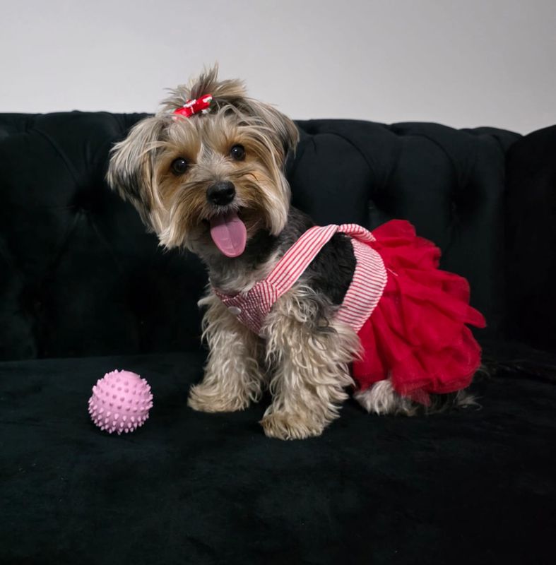 My Little Angel Dog And Cat Dress - Red