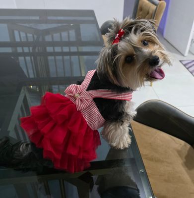 My Little Angel Dog And Cat Dress-Red