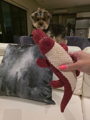 Freddy Lizzard Crocodile Pet Squeaky Toy-Royal Red