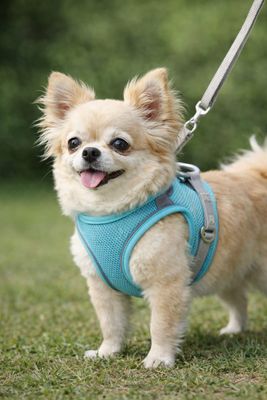 Pet Luxury PowerFit Harness and Leash-Blue and Grey