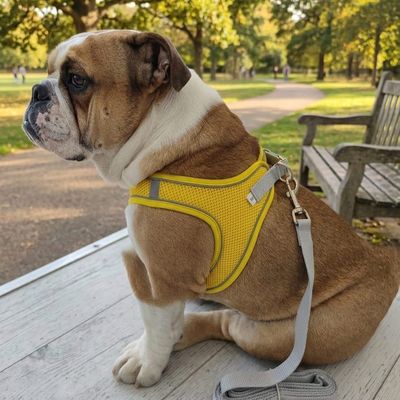 Pet Luxury PowerFit Harness and Leash-Yellow