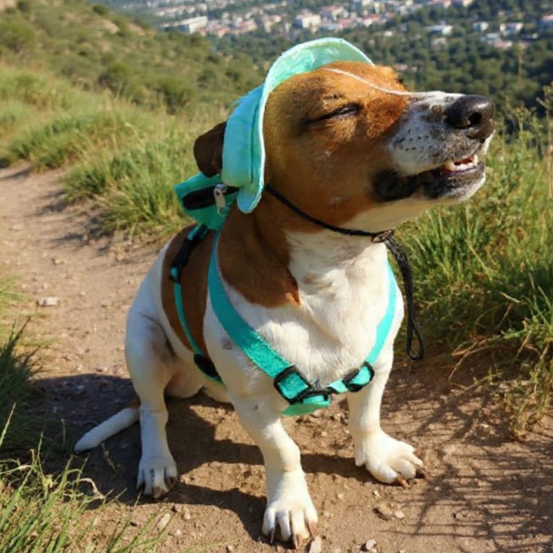 Pet Luxury Green Dog Or Cat Bucket Hat Cap Pet Luxury Green Dog Or Cat Bucket Hat Cap