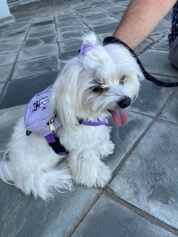 Pet Luxury Dog Cat Purple Backpack Harness With Leash