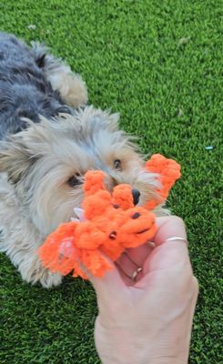 Durable Pet Luxury Handmade Rope Dog Chew Toy