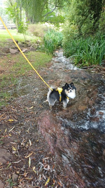 Pet Luxury Dog Cat Yellow Backpack Harness With Leash