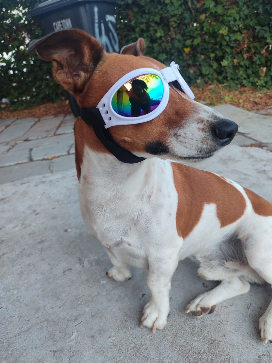 Pet Luxury White Dog Glasses
