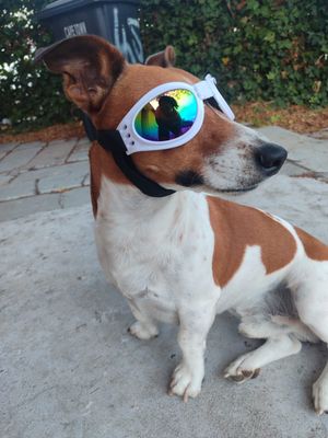 Pet Luxury White Dog Glasses