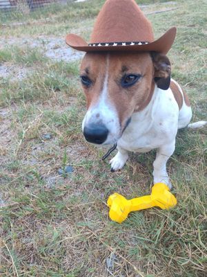 Pet Luxury Brown Cowboy Dog And Cat Fashion Hat