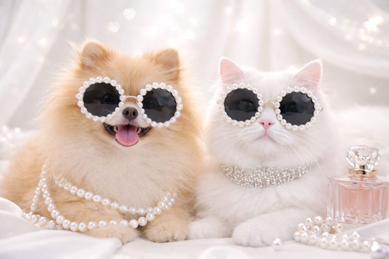 ​Pet Luxury Dog And Cat Elegant Sunglasses