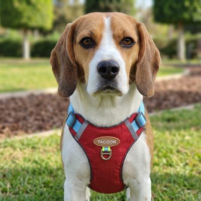 Pet Luxury Tacoon Harness leash for Cats and Dogs-Red