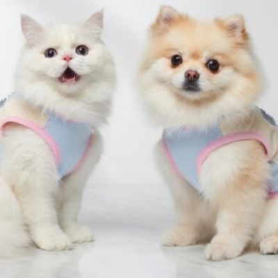 Pastel Luxury Range Cat Clothing-Blue and Yellow