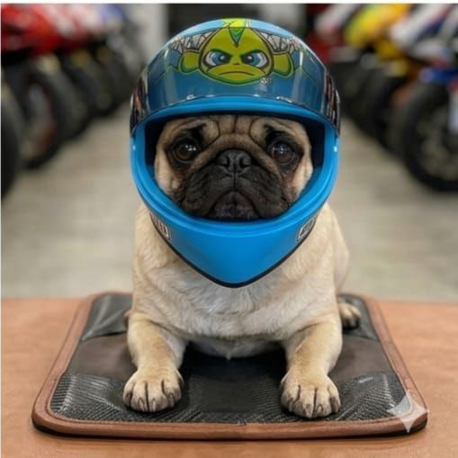 Pet Luxury Urban Rider Cats & Dogs Helmet Pet Luxury Urban Rider Cats & Dogs Helmet