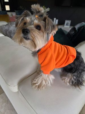 Designer Dog Hoodie Shirt - Orange